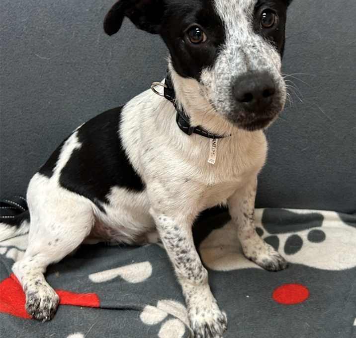 Photo of Quill