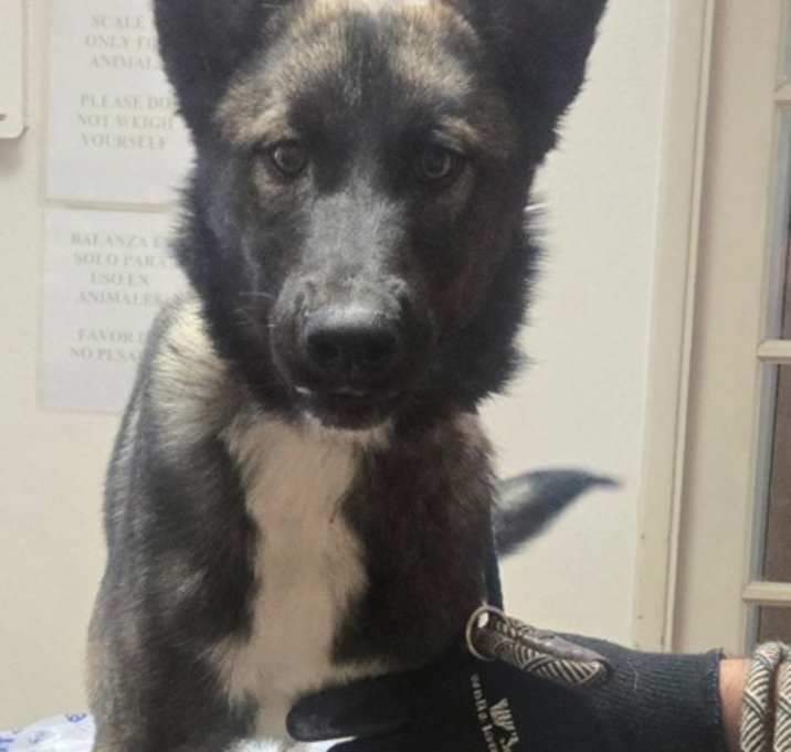 Photo of Zelda