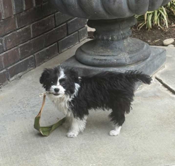 Photo of Pepper
