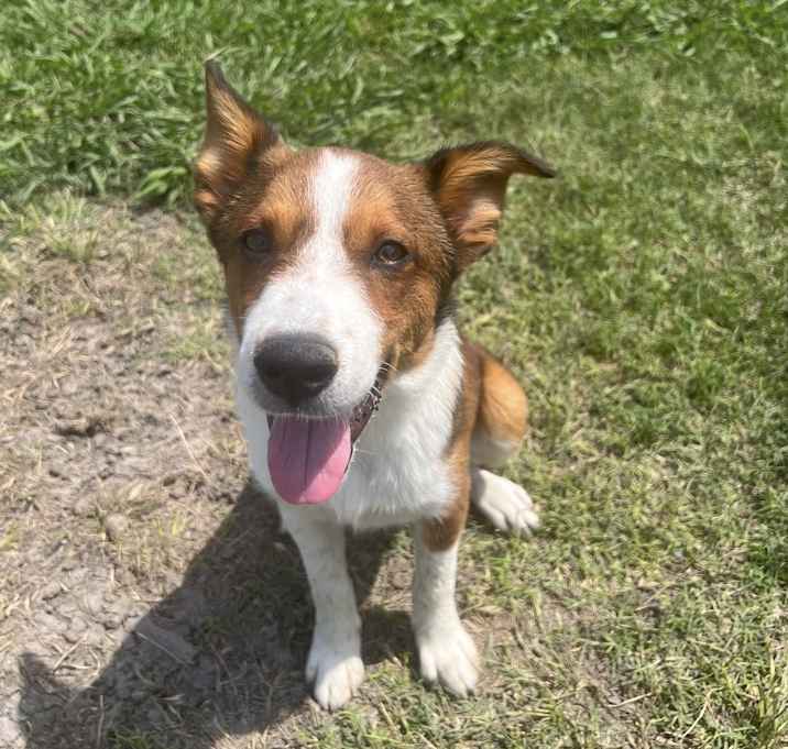 Photo of Rawhide