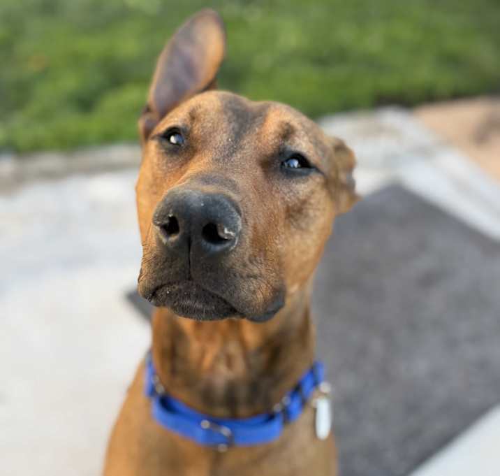 Photo of Cosmo