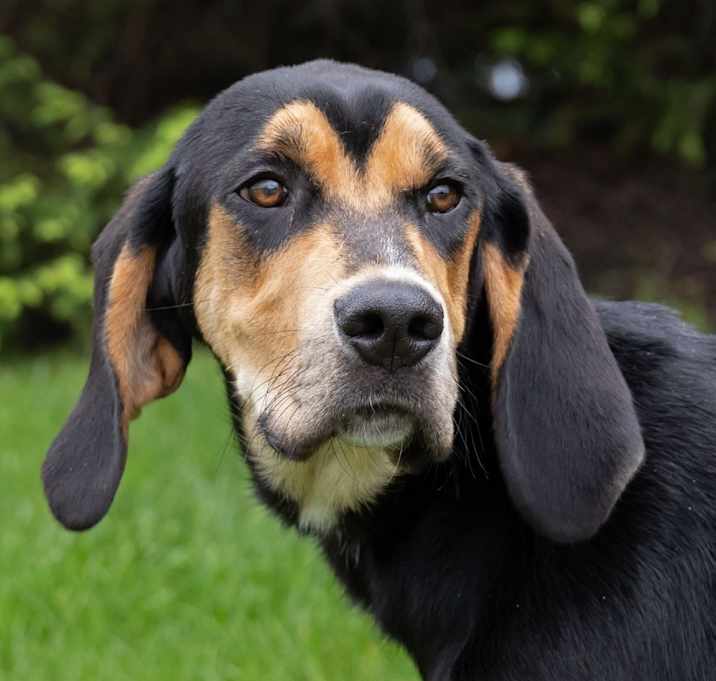 Photo of Gilligan