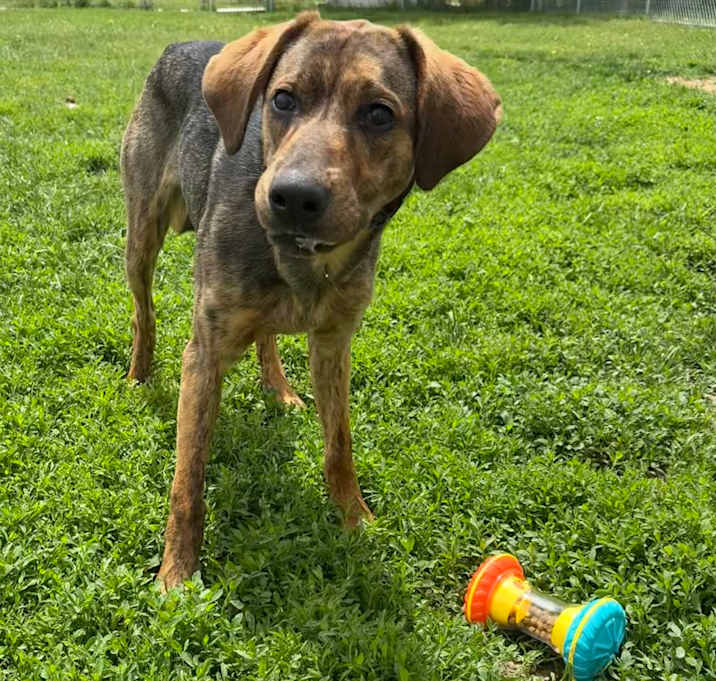 Photo of Atticus