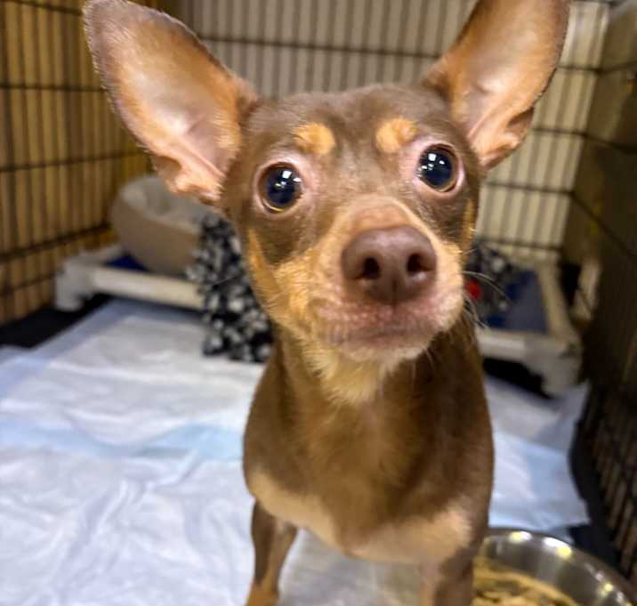 Photo of Taquito 