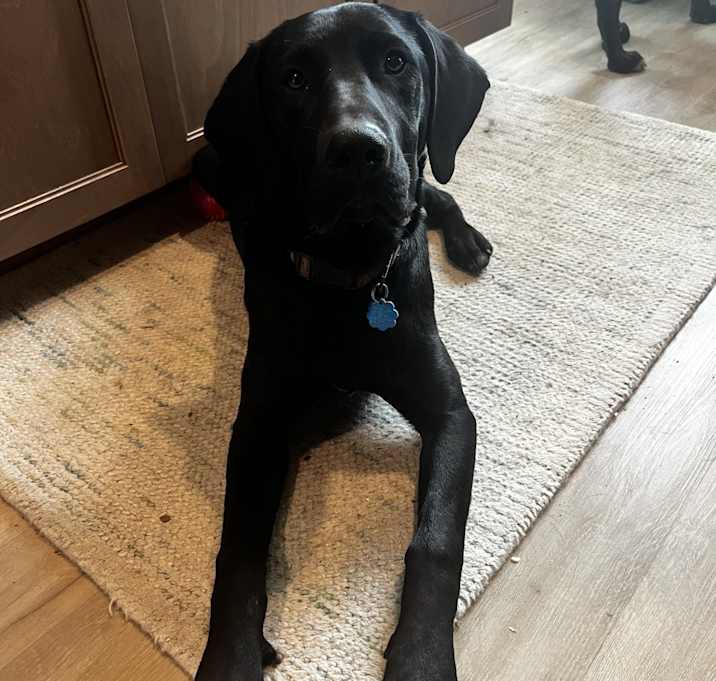 Photo of Dexter