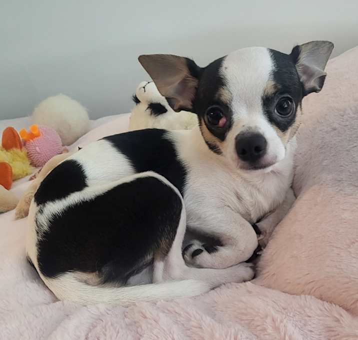 Photo of Jackson (Jax)