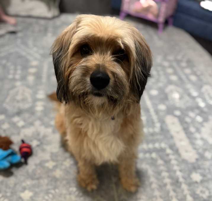 Photo of Benji