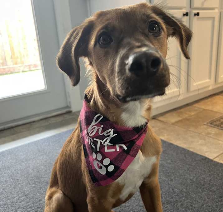 Photo of Copper