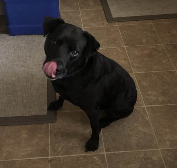 Photo of Rocky