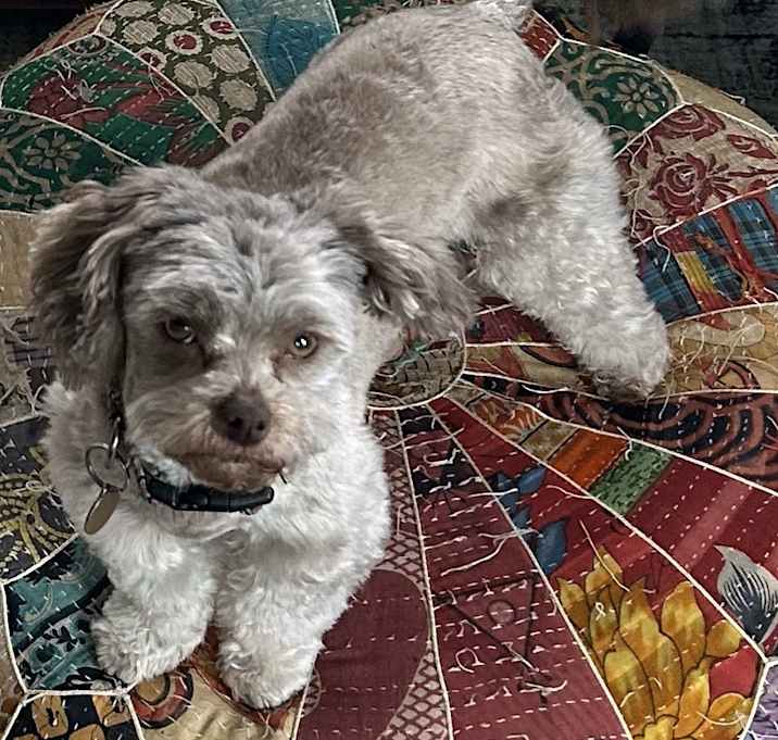 Photo of Kodi