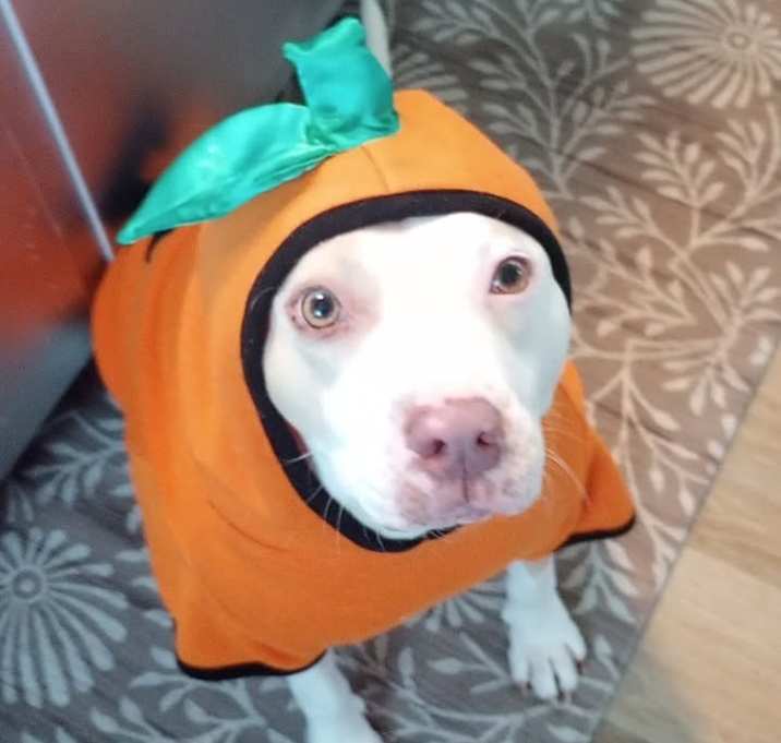 Photo of Daisy