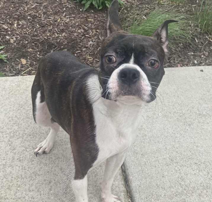 Photo of ADOPTION PENDING Yukon