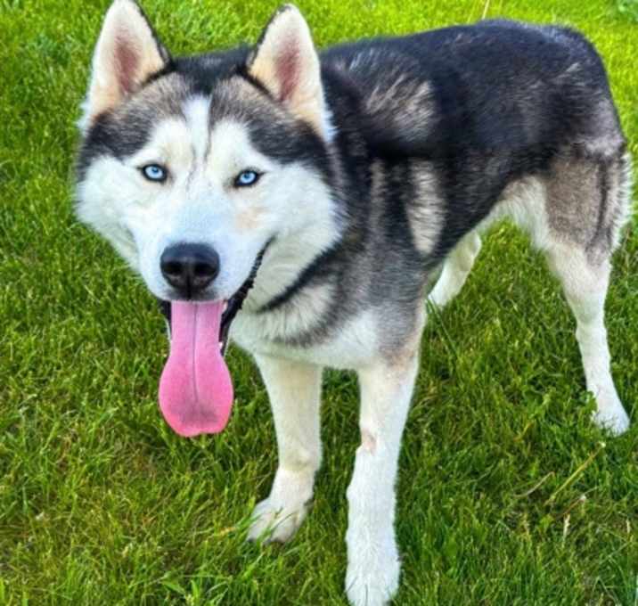 Photo of Koda