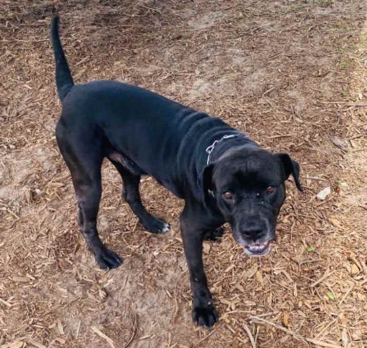 Photo of bagheera