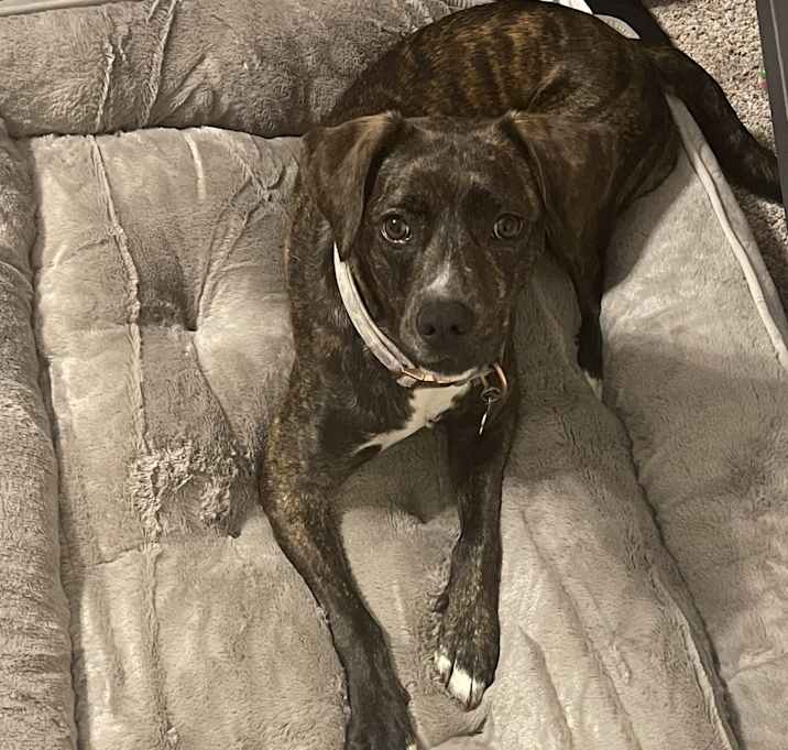 Photo of Goldie