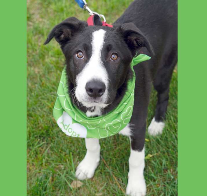 Photo of Domino