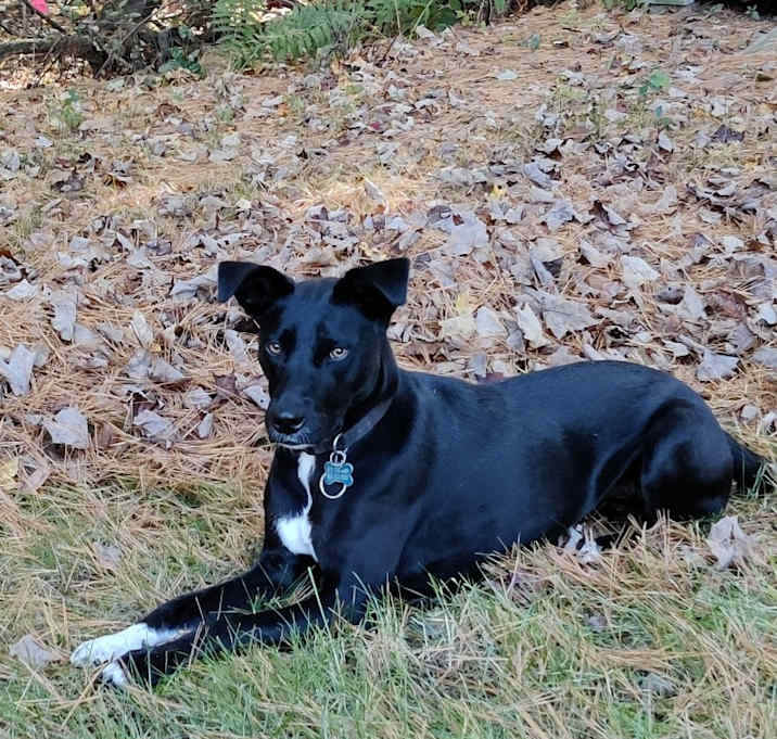 Photo of Luna