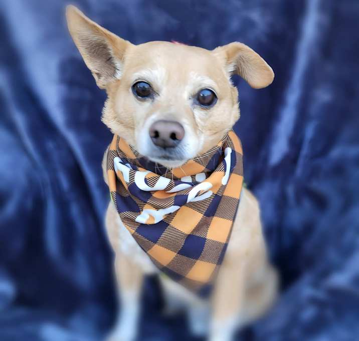 Photo of Spatz