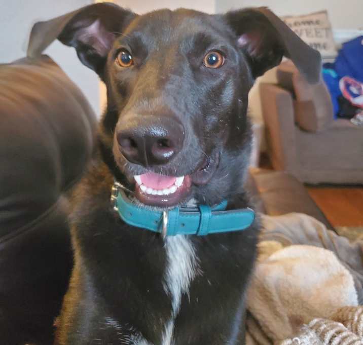 Photo of Cooper