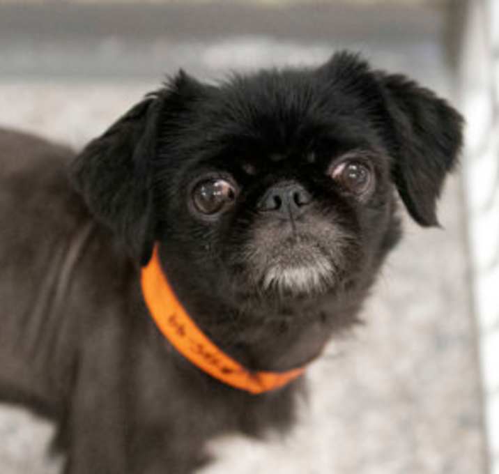 Photo of Bugsy