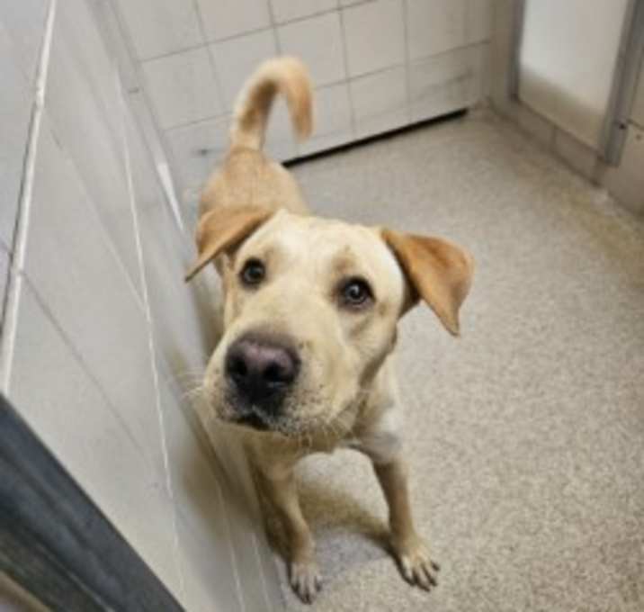 Photo of Blondie-Rescue Only