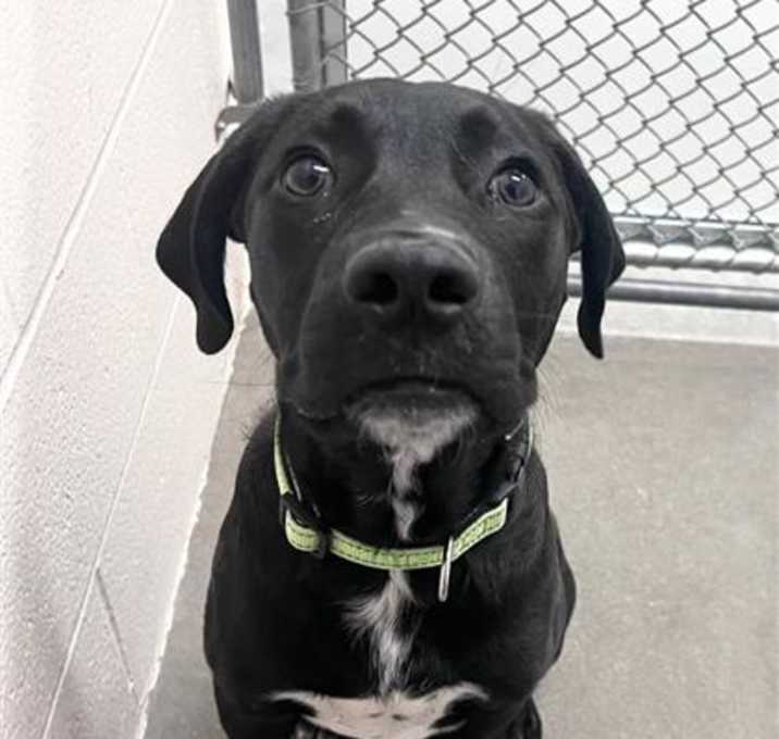 Photo of Jax