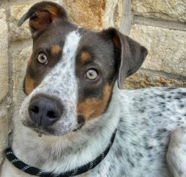 Photo of Banjo