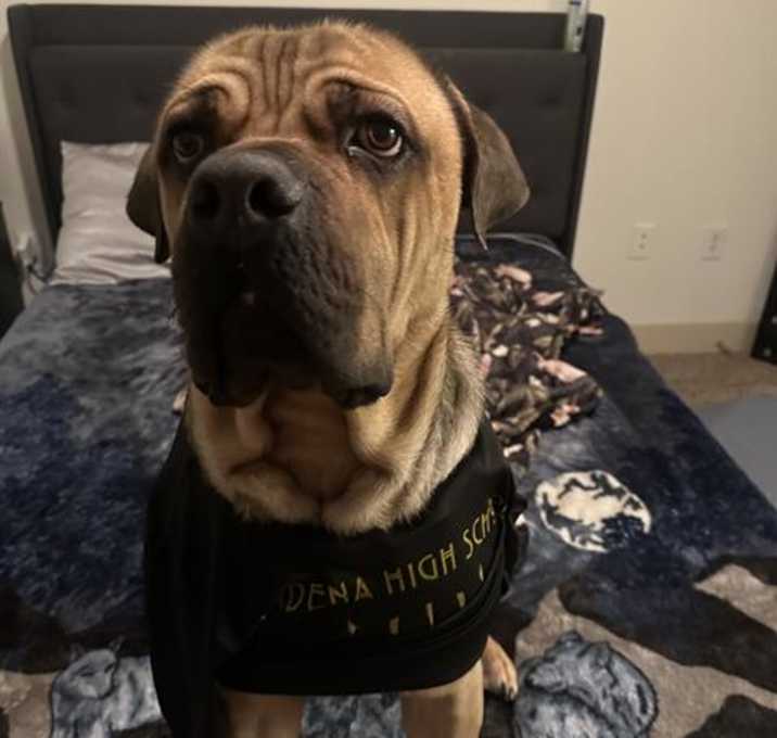 Photo of BRUNO
