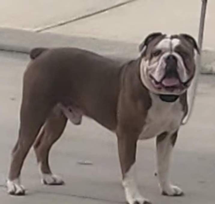 Photo of Chopper