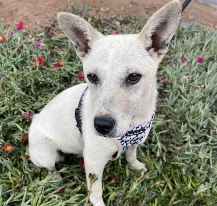Photo of NALA