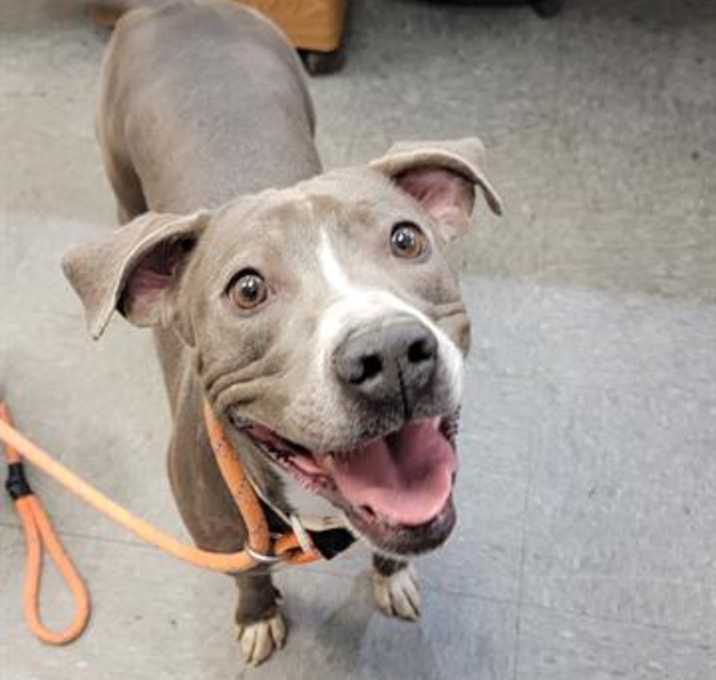 Photo of SWEET PEA
