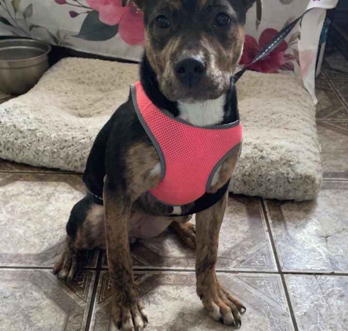 Photo of Sweetie