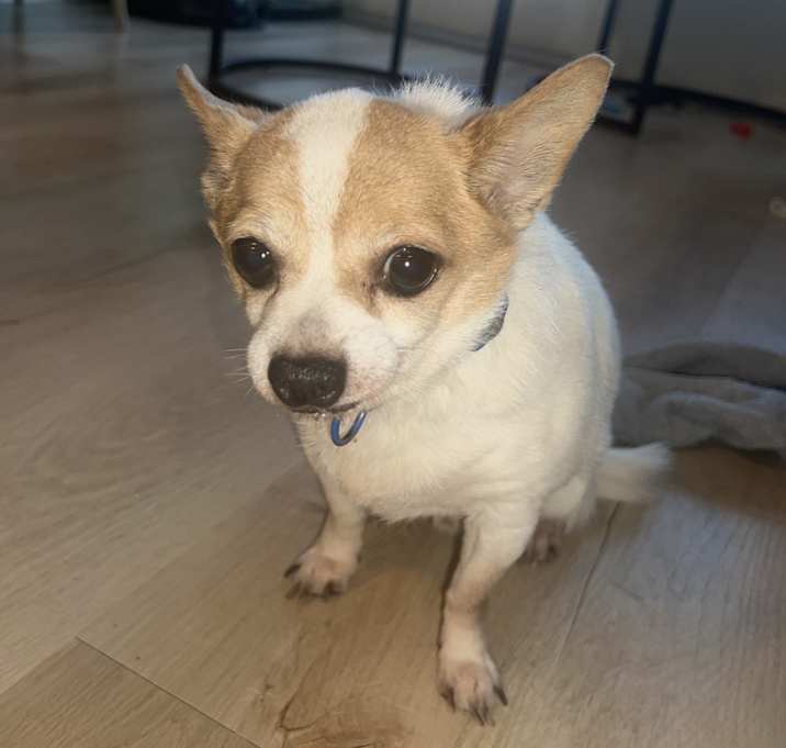 Photo of Kota
