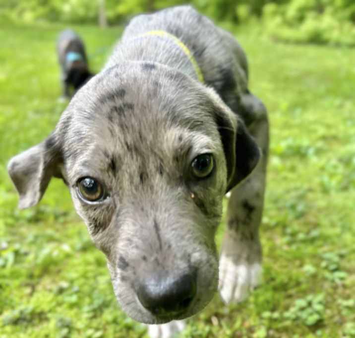 Photo of Dexter in CT