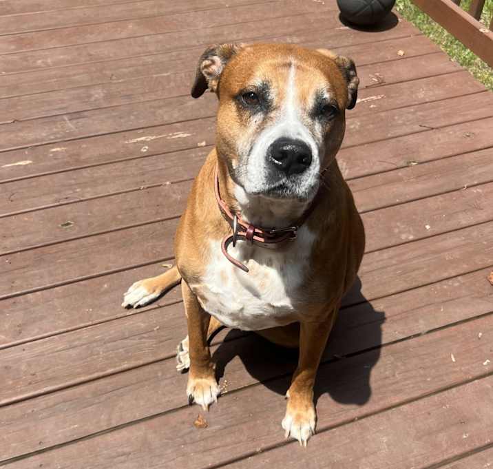 Photo of Hank