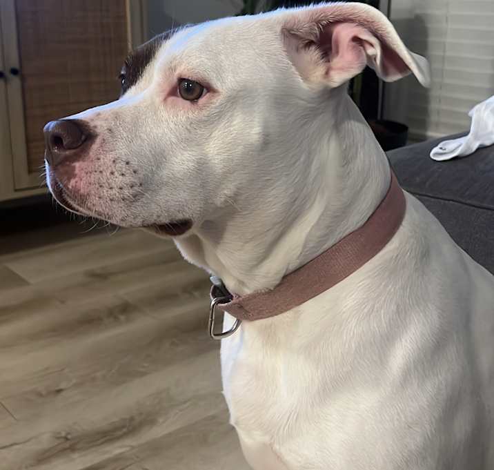 Photo of Luna
