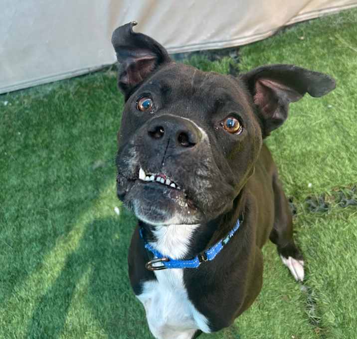 Photo of Chico