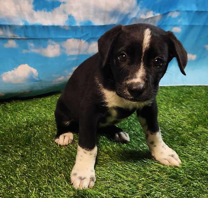 Photo of Hopscotch FJ