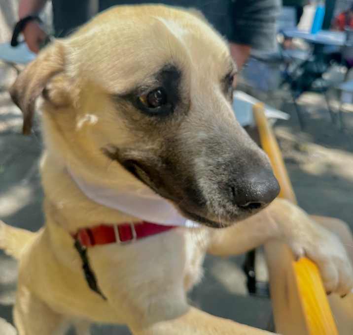 Photo of LADY DOGIVA now COOKIE