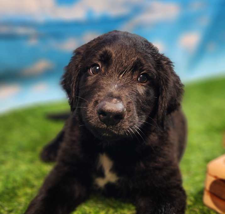 Photo of Tag FJ