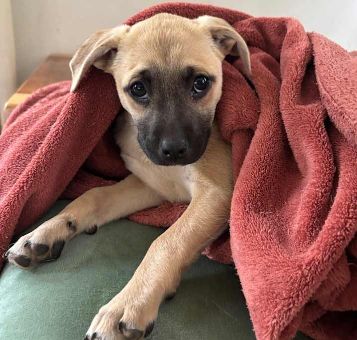 Photo of NY Ash (Foster in Carmel)