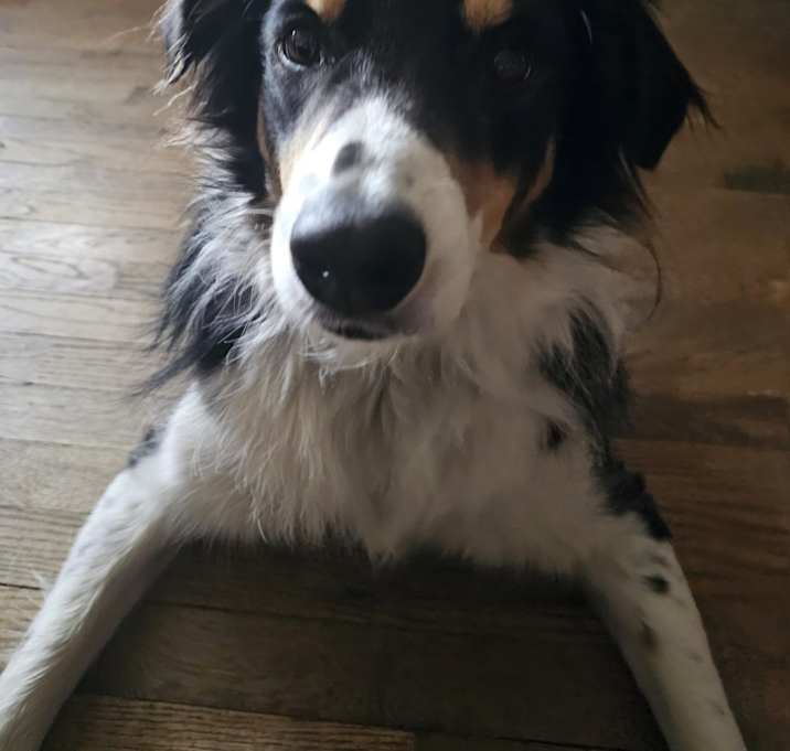 Photo of Koda
