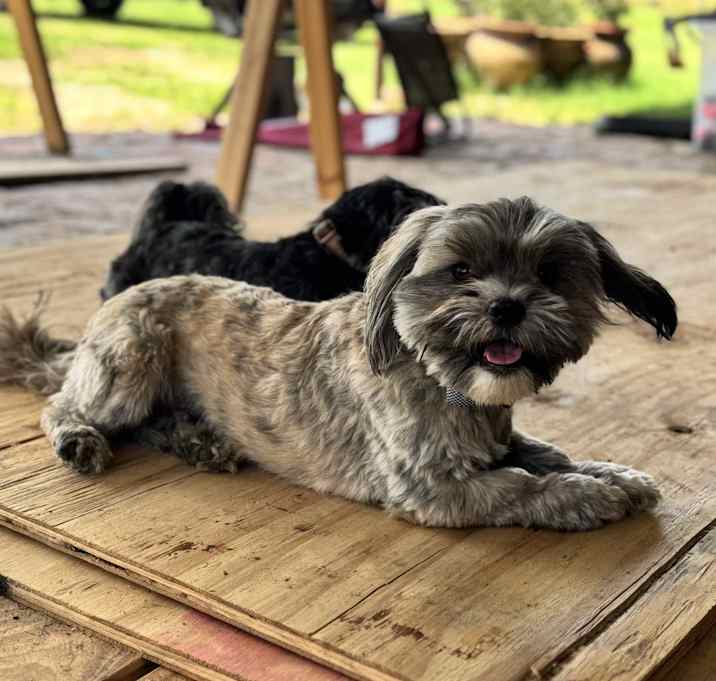 Photo of Duke