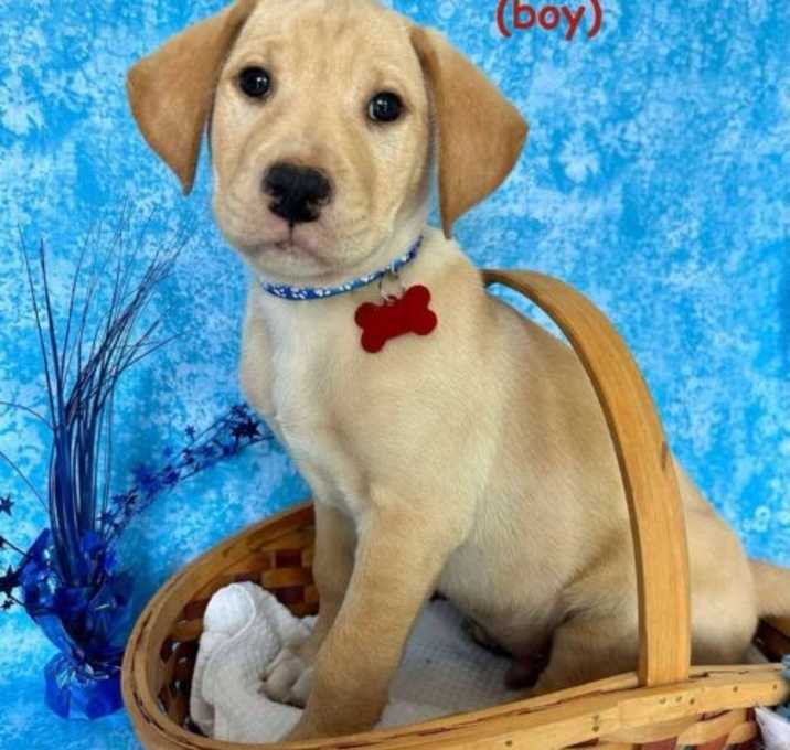 Photo of Humphrey DC Roscoe