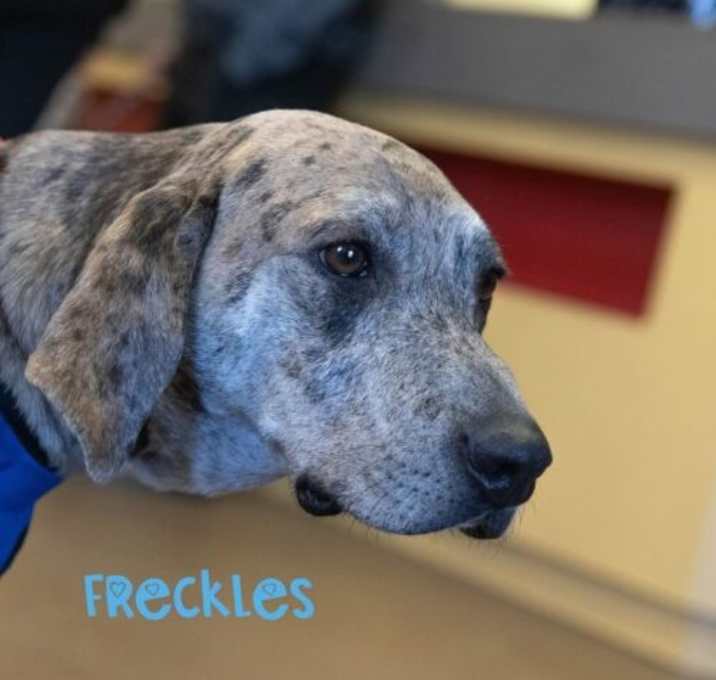Photo of Freckles Wags