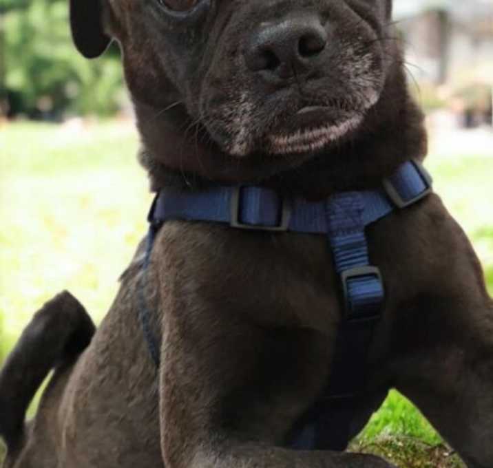 Photo of Cosmo