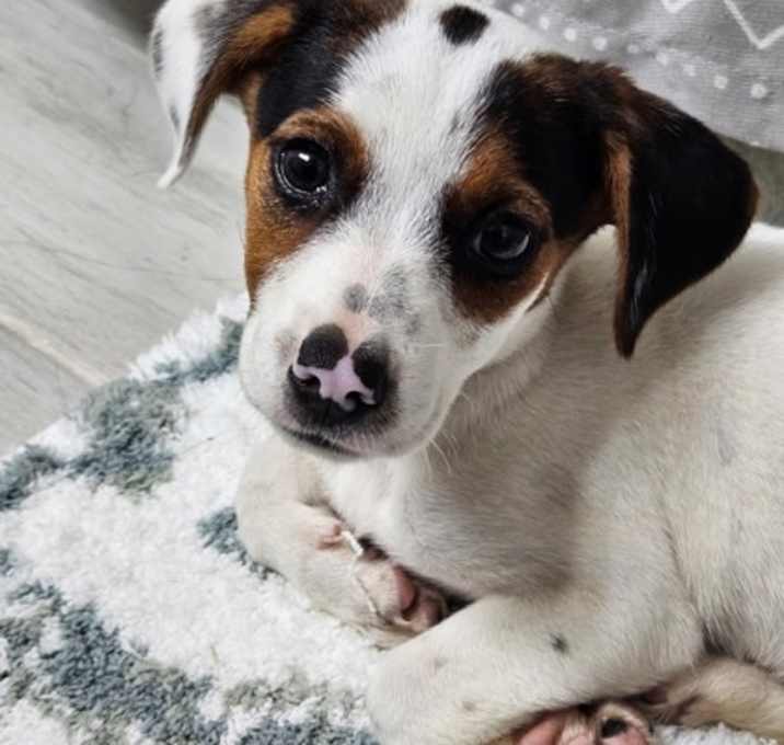 Photo of Willow