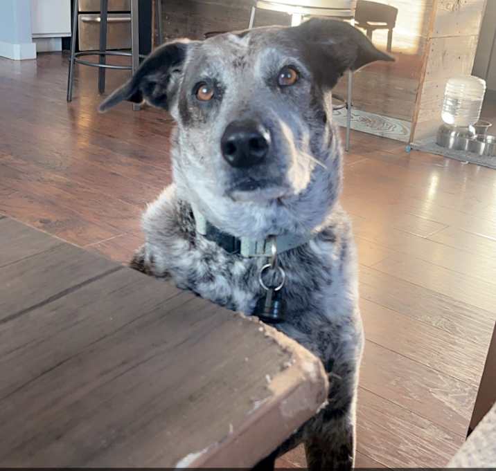 Photo of Diesel