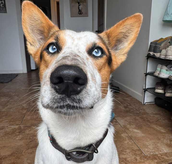 Photo of Hot Dog
