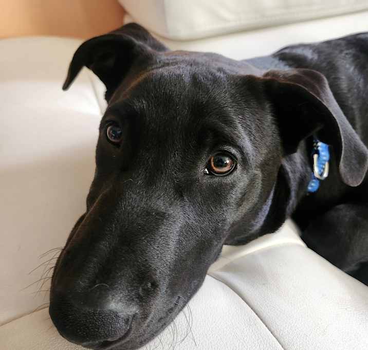 Photo of Oliver